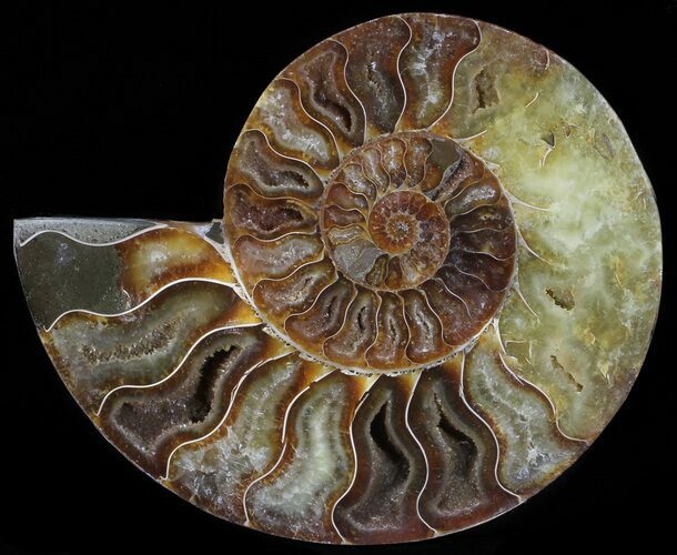 Cut Ammonite Fossil (Half) - Agatized #54336